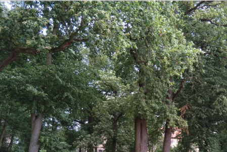 Kozi Park zyska nowe drzewa! :)